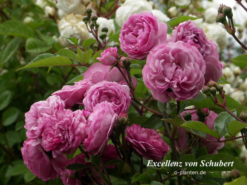 'Excellenz von Schubert (Polyantha Lambert, 1909)' rose photo