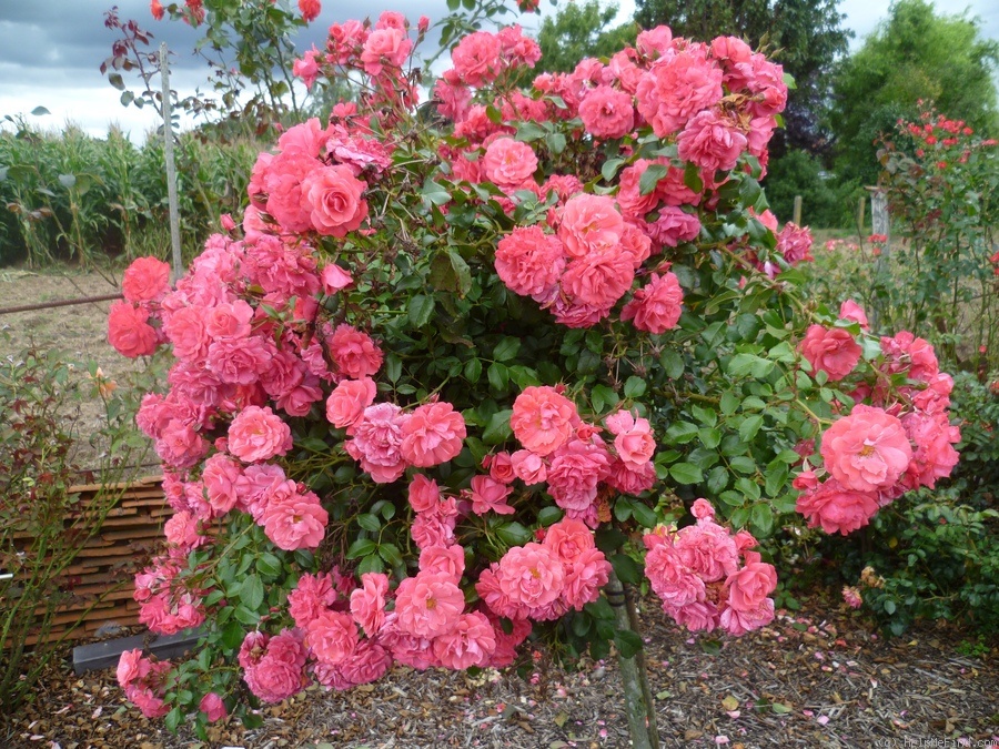 'Bad Birnbach®' rose photo