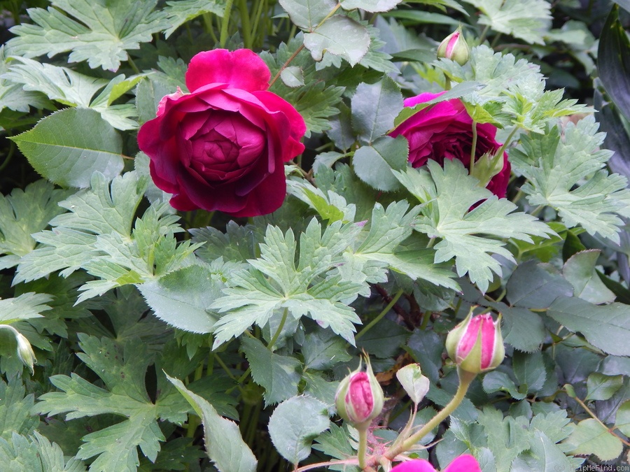 'Munstead Wood ®' rose photo