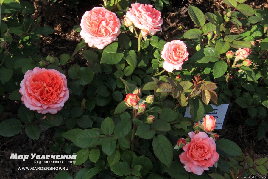 'Mamie Dittière ®' rose photo