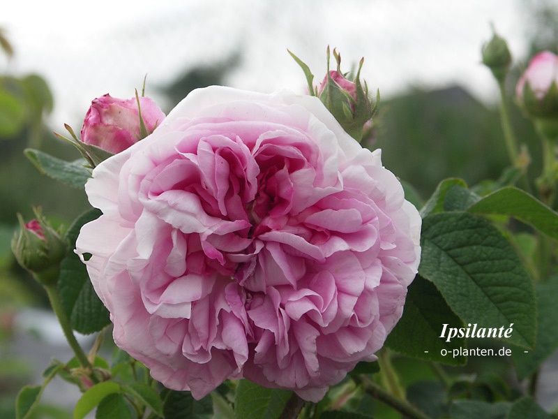 'Ipsilanté' Rose Photo