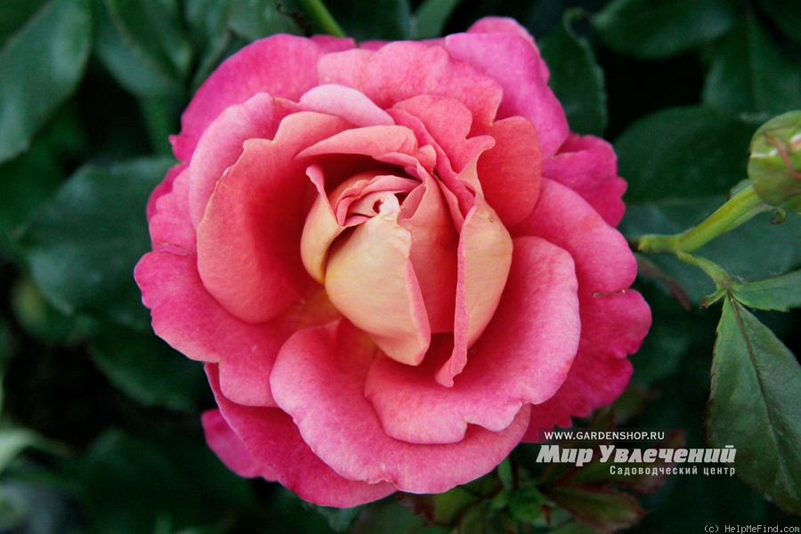 'Belle Epoque Sunflor ® (floribunda, Christensen, 2011)' rose photo