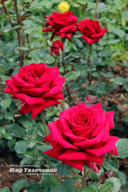 'Velvet Alibi ®' rose photo