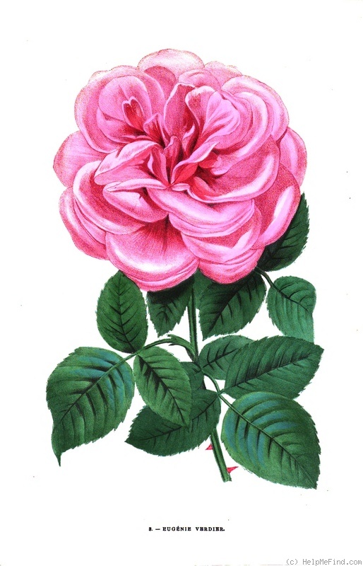 'Eugénie Verdier (hybrid perpetual, Guillot, 1859)' rose photo