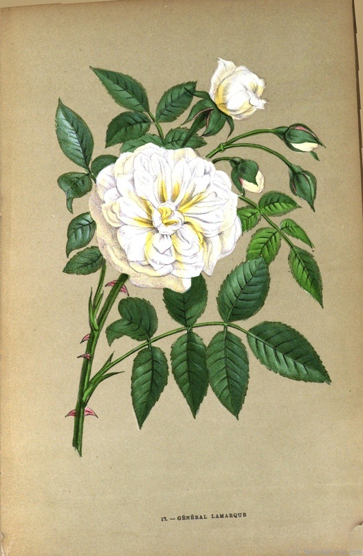 'Lamarque (noisette, Maréchal, 1830)' rose photo