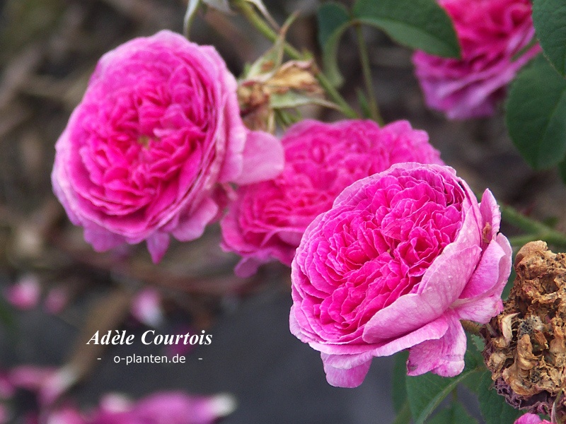'Adèle Courtois' rose photo