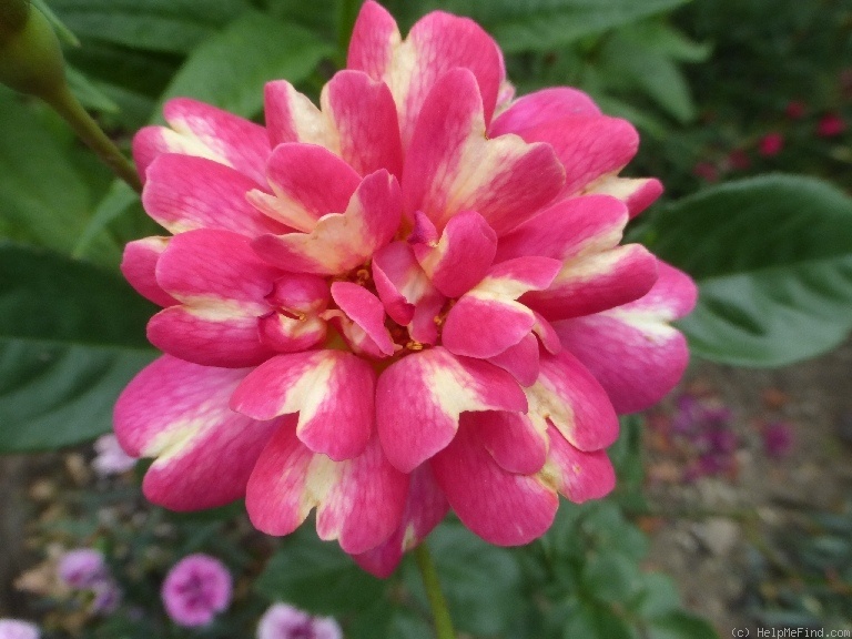 'Art Nouveau (floribunda, James 2009)' rose, click to enlarge 'Art Nouveau (floribunda, James 2009)' rose photo