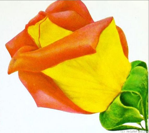 'Love Song (hybrid tea, Fisher 1955)' rose photo