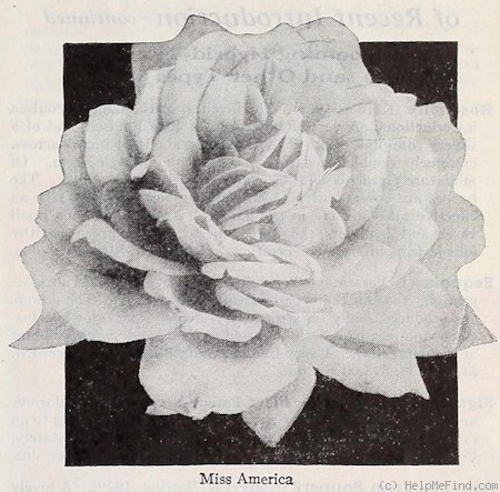'Miss America' rose photo