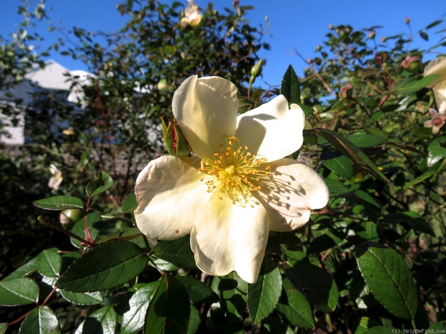 'Bermuda Yellow Mutabilis' rose photo