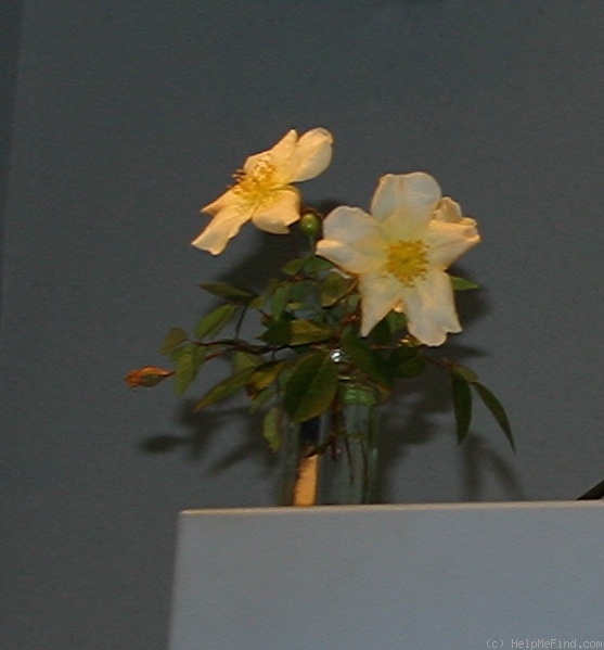 'Bermuda Yellow Mutabilis' rose photo