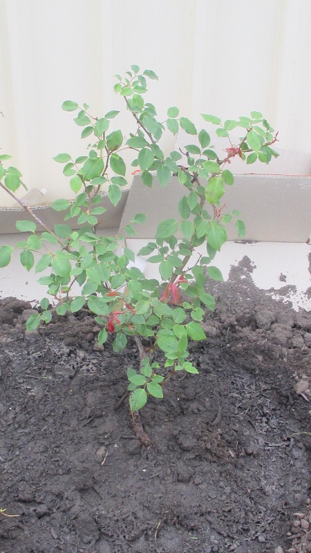'Rosè del Marè'  photo