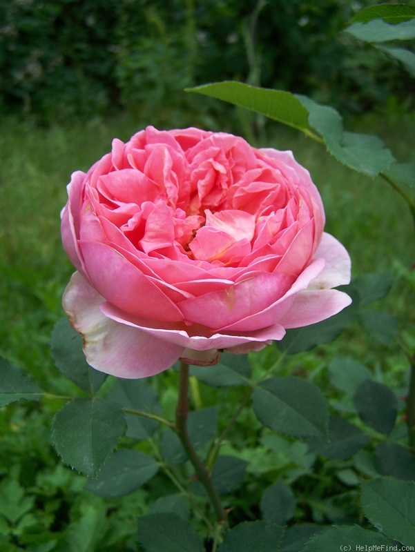 'Boscobel ® (shrub, Austin 2012)' rose photo