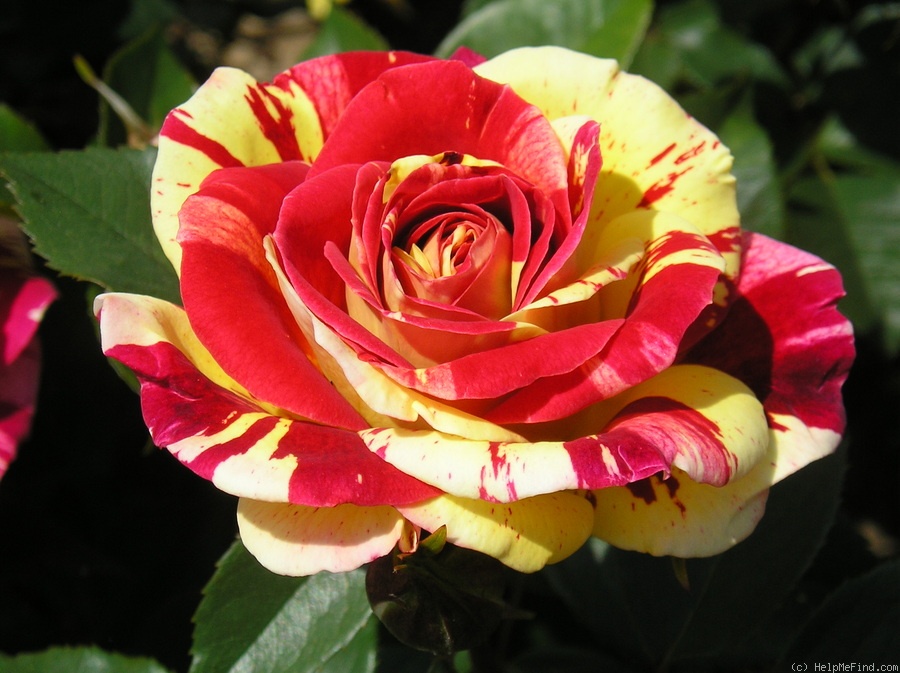 'Brushstrokes' rose photo