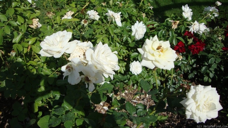 'Moondance (floribunda, Zary, 2007)' rose photo