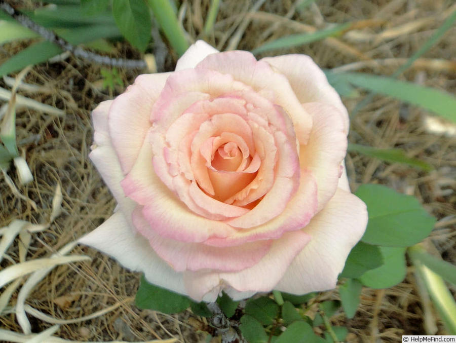 'Fushimi' rose photo