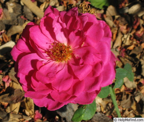 'Cheer' rose photo