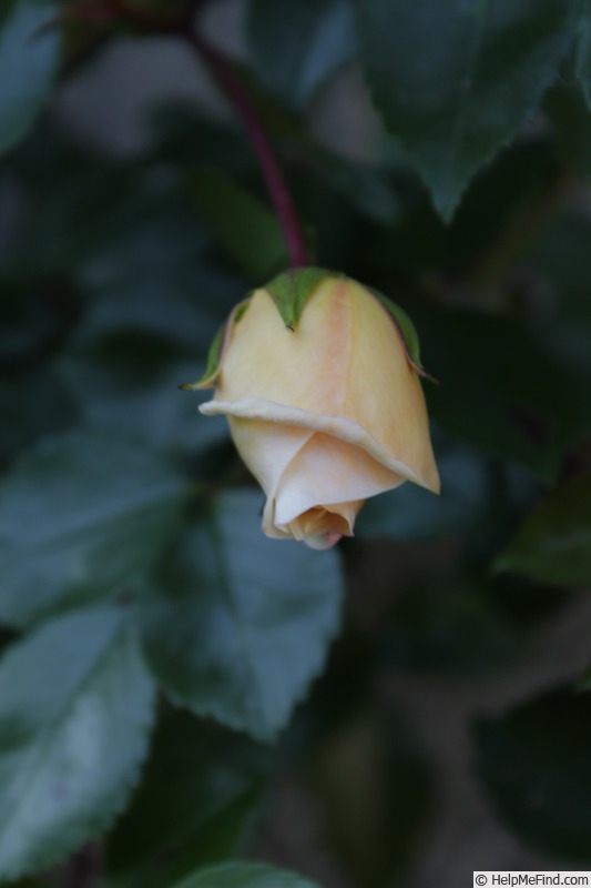'Fernand Tanne' rose photo