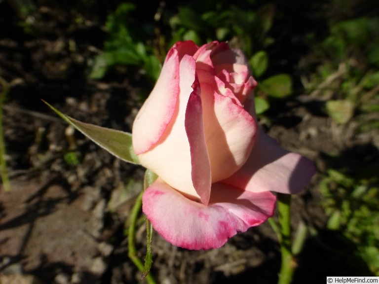 'Disco (floribunda, Harkness, 1980)' rose photo