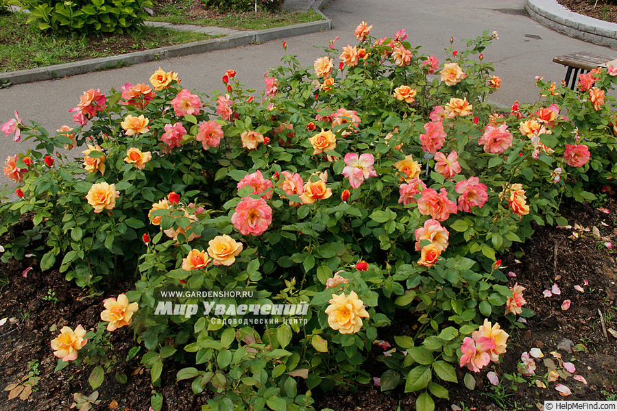 'Belle Époque (hybrid tea, Fryer before 1993)' rose photo