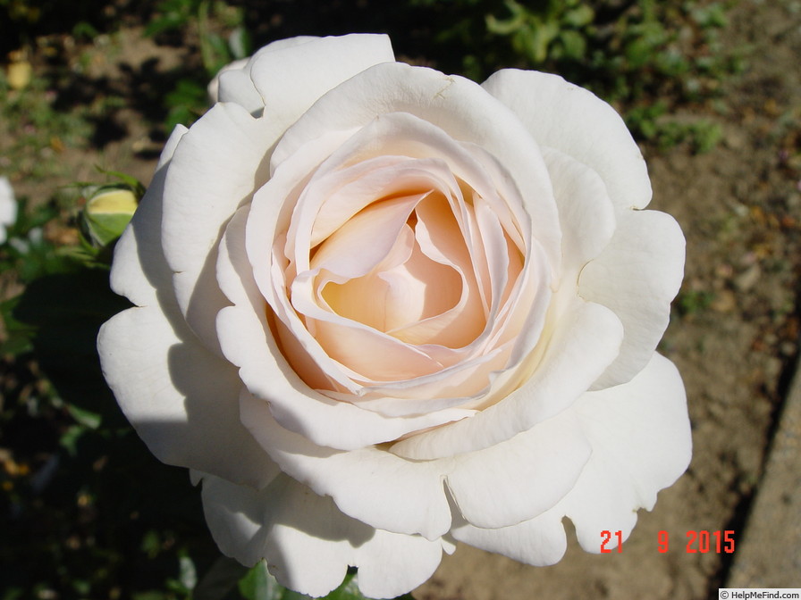 'Elvis ® (hybrid tea, Adam, 2004)' rose photo