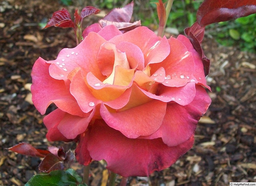'Léonidas (hybrid tea, Meilland, 1995)' rose photo