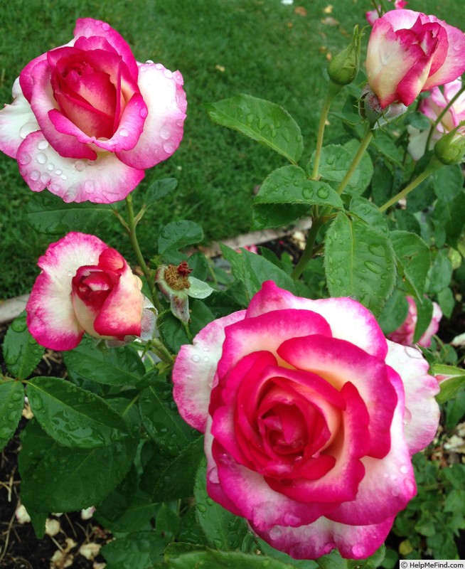 'Miss Congeniality' rose photo