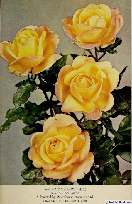 'Mellow Yellow (HT, before 1969)' rose photo