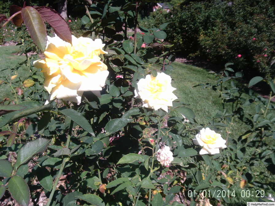 'Conrad Hilton' rose photo