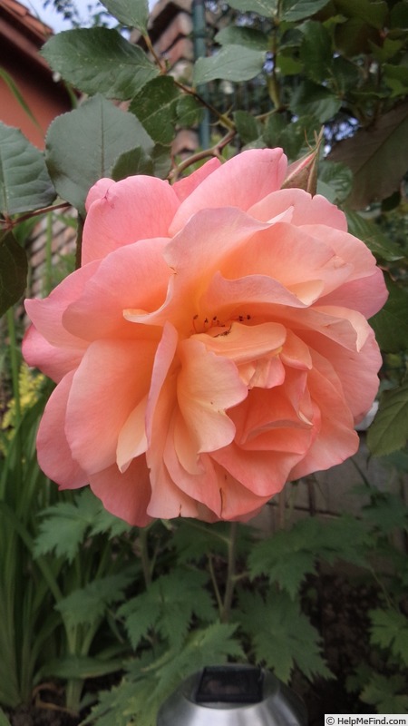 'Westerland (Shrub, Kordes, 1969)' rose photo