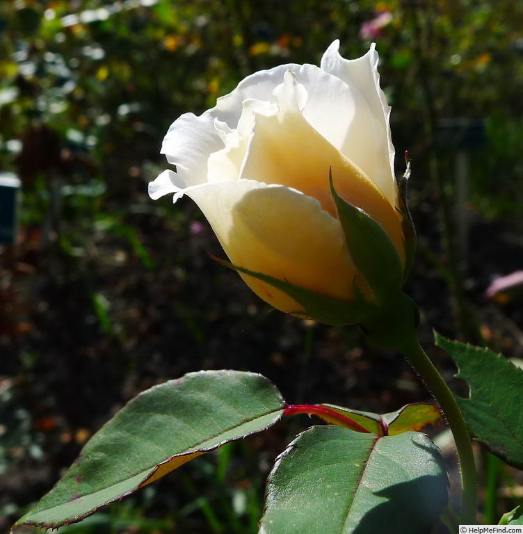 'Hubička' rose photo