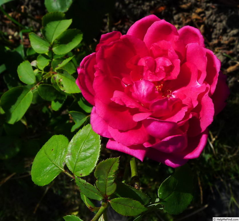 'Böhmův triumf' rose photo