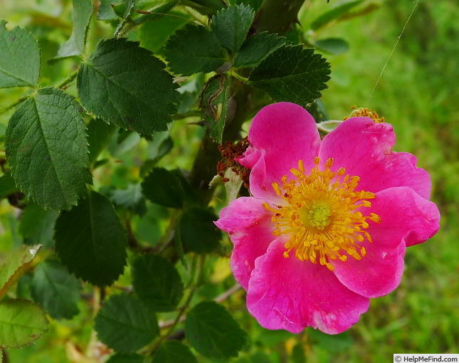 'Edith Bellenden' rose photo