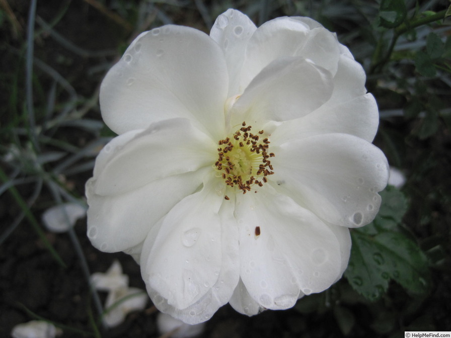 'Korstarnow' rose photo
