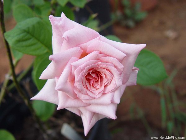 'Cleo' rose photo