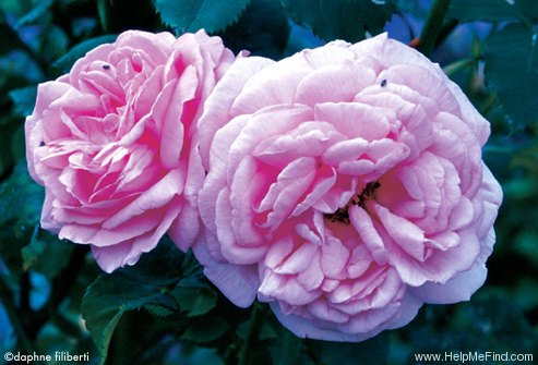 'Madame d'Enfert' rose photo