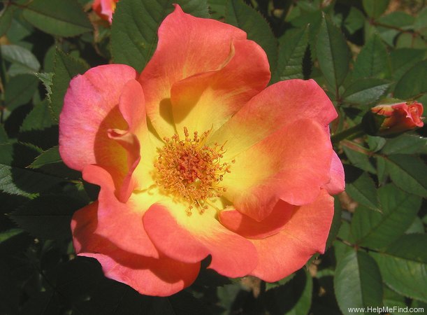 'Dr. Michael Noble ™' rose photo