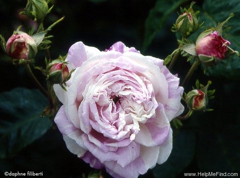 'Dometille Becard (centifolia, Laffay, c.1848)' rose photo