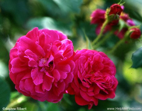 '<i>Rosa centifolia</i> f. <i>muscosa</i> rubra' rose photo