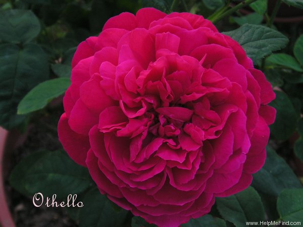 'Othello (English Rose, Austin, 1986)' rose photo