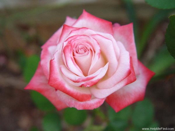 'Cabaret ® (hybrid tea, Laperrière, 1992)' rose photo