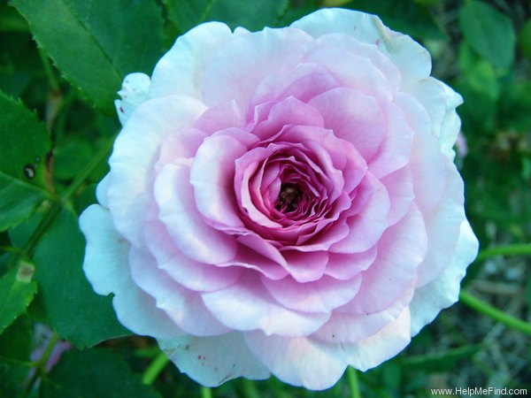 'Serenissima' rose photo