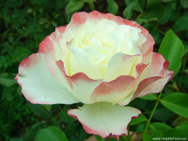 'Carmagnole ®' rose, click to enlarge 'Carmagnole ®' rose photo