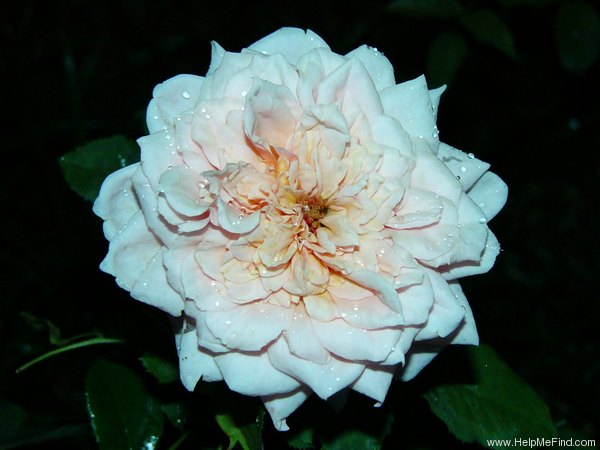 'Paul Bocuse ®' rose photo
