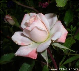 'Minnie Pearl ™' rose photo