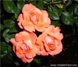 'Livin' Easy ™' rose, click to enlarge 'Livin' Easy ™' rose photo