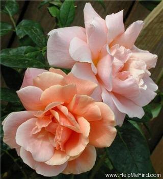 'Royal Sunset' rose photo