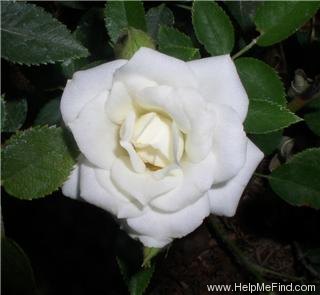 'Snow Bride' rose photo