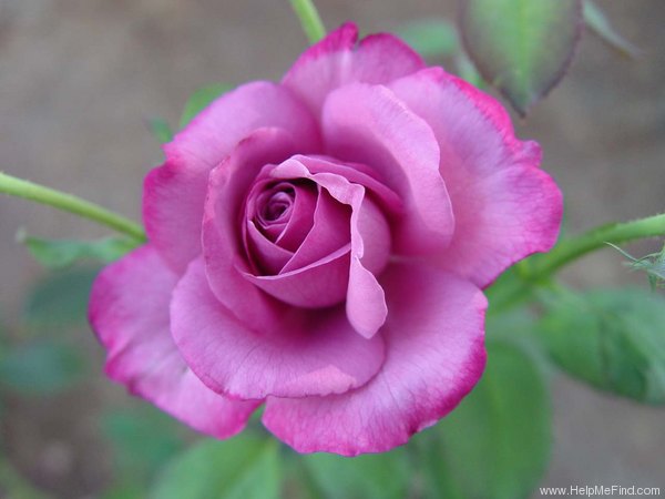 'Monet (hybrid tea, Great Western Rose Co. 1996)' rose photo