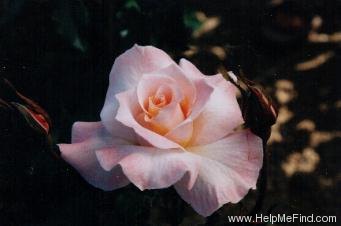 'Apricot Delight (hybrid tea, Attfield 1995)' rose photo